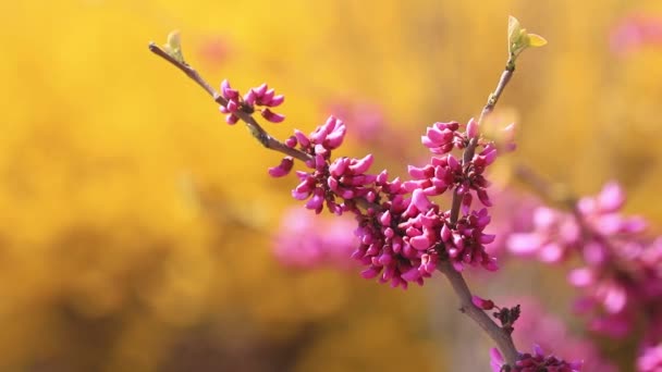Цветок Баухинии Ветру — стоковое видео