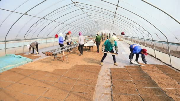 Luannan County China Abril 2020 Agricultores Usam Máquinas Agrícolas Para — Vídeo de Stock