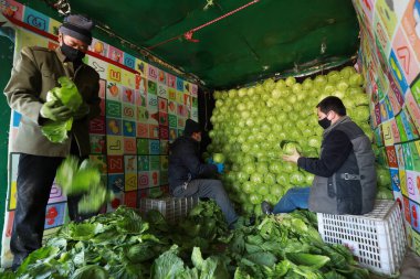 LUANNAN COUNTY - 18 Şubat 2020: Çin lahanalarının yüklenmesi ve taşınması için hazırlanan sebze çiftçileri, LUANNAN COUNTY, Hebei Eyaleti, Çin