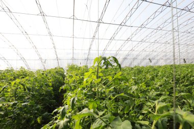 Kuzey Çin 'deki seralarda domates bitkileri