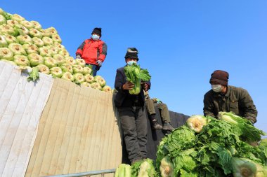 LUANNAN COUNTY - 26 Şubat 2020: Sebze çiftçileri Çin lahanalarını arabalarına yüklüyorlar, LUANNAN COUNTY, Hebei Eyaleti, Çin