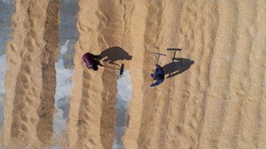 Bahar ekimi için mısır tohumu kurutan çiftçiler, Çin