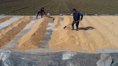 LUANNAN COUNTY, Çin - 4 Mart 2020: çiftçiler çiftliklerde mısır tohumu kurutuyorlar, LUANNAN COUNTY, Hebei Eyaleti, Çin