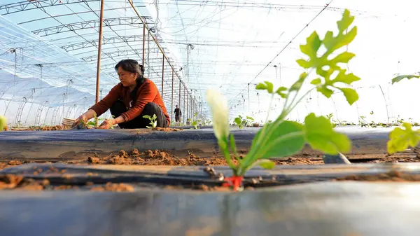 Luannan County China Maart 2020 Boeren Die Watermeloenzaailingen Beheren Kassen Stockafbeelding