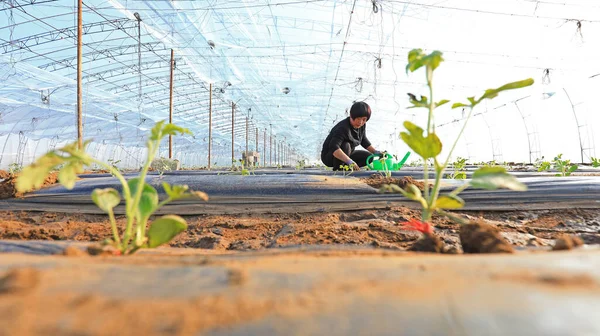 Luannan County China Maart 2020 Boeren Die Watermeloenzaailingen Beheren Kassen Rechtenvrije Stockfoto's