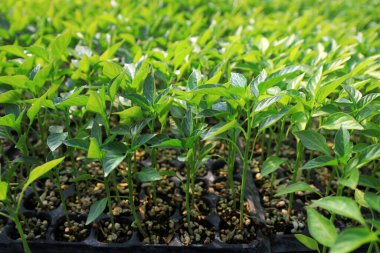 Çin 'de, çocuk odasında biber tohumları.
