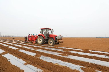 UANNAN COUNTY, Çin - 6 Mart 2020: Çiftçiler çiftlikte patatesleri kaplamak için plastik film kullanırlar, LUANNAN COUNTY, Hebei Eyaleti, Chin