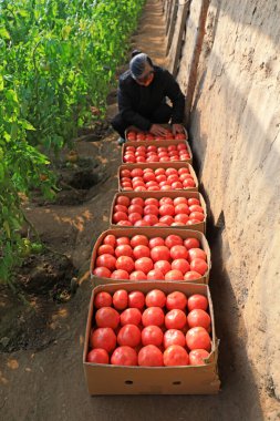 LUANNAN COUNTY, Hebei Eyaleti, Çin - 11 Mart 2020: Çiftçiler seradan domates topluyor
