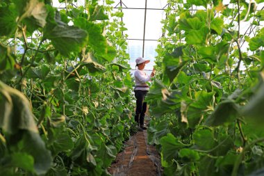 LUANNAN COUNTY, Hebei Eyaleti, Çin - 11 Mart 2020: Çiftçiler seradaki tohumları yönetiyor.