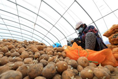 LUANNAN COUNTY, Hebei Eyaleti, Çin - 12 Mart 2020: Çiftçiler serada tohum yapmak için patates kestiler