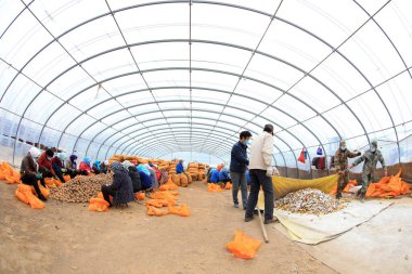 LUANNAN COUNTY, Hebei Eyaleti, Çin - 12 Mart 2020: Çiftçi patates dilimlerinden yapılan tohum bloklarını karıştırıyor.