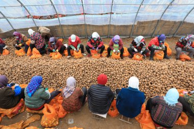 LUANNAN COUNTY, Hebei Eyaleti, Çin - 12 Mart 2020: Çiftçiler serada tohum yapmak için patates kestiler