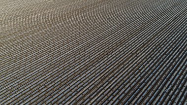 Patates tarlada plastik film ile kaplı, Kuzey Çin Ovası