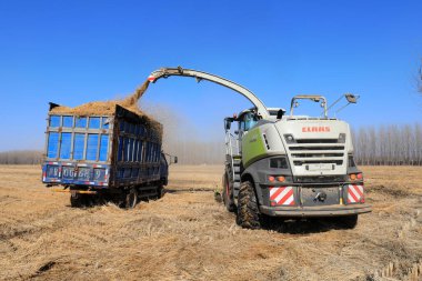 LUANNAN COUNTY, Hebei Eyaleti, Çin - 13 Mart 2020: Hasır yükleme ve taşımacılıkta tarım makineleri, Kuzey Çin Ovası.
