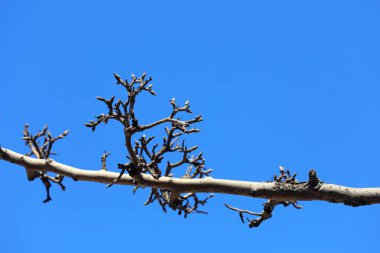 Mavi gökyüzünün arka planındaki eski ve kuru dallar