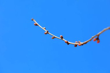 Doğal haliyle şeftali tomurcuğuna yakın dur.