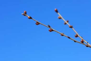 Doğal haliyle şeftali tomurcuğuna yakın dur.