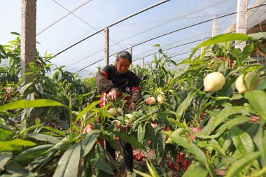 LUANNAN COUNTY, Hebei Eyaleti, Çin - 16 Mart 2020: dişi bir çiftçi bir seradan şeftali topluyor