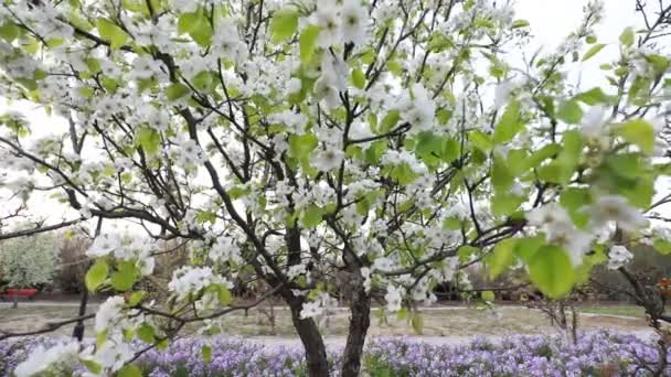Flor Pêra Plena Floração Parque Luannan County Província Hebei China — Vídeo de Stock