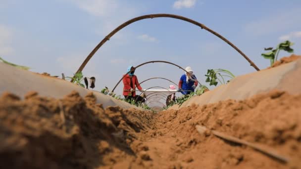 Luannan County Çin Nisan 2020 Çiftçiler Tatlı Patatesleri Plastik Film — Stok video