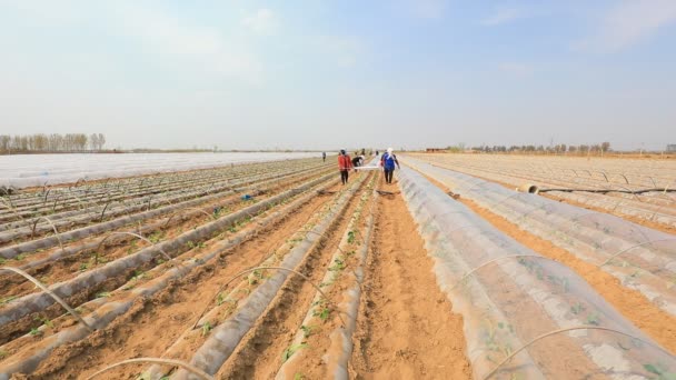 Luannan County China Abril 2020 Los Agricultores Cubren Las Batatas — Vídeo de stock