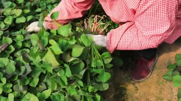 Landbouwers Planten Zoete Aardappelzaailingen Luannan County Provincie Hebei China — Stockvideo