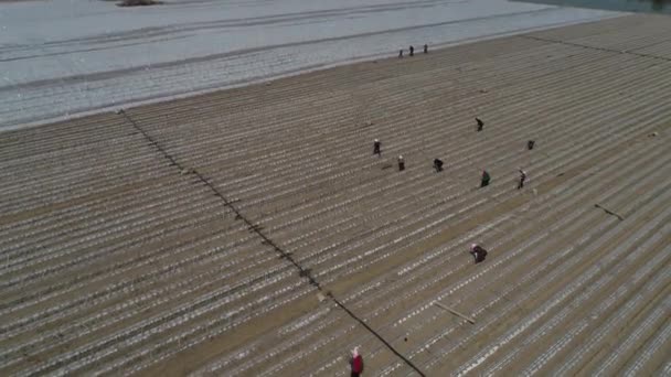 Agricultores Plantan Plántulas Camote Fotos Aéreas Uav Condado Luannan Provincia — Vídeos de Stock