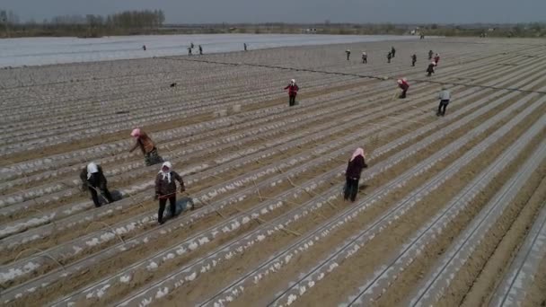 農家はサツマイモの苗を植えます Uavの空撮写真 ラランダン County 河北省 — ストック動画