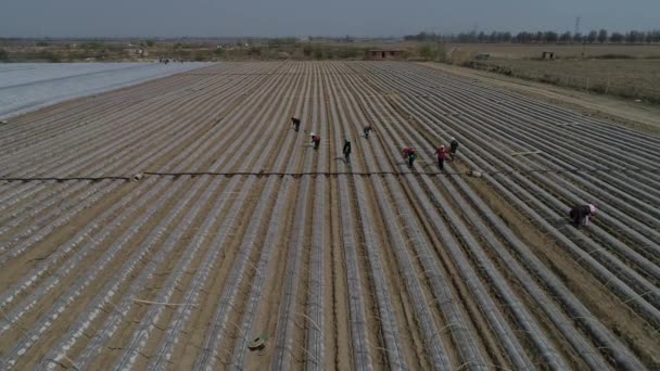 Boeren Planten Zoete Aardappel Zaailingen Luchtfoto Van Uav Luannan County — Stockvideo