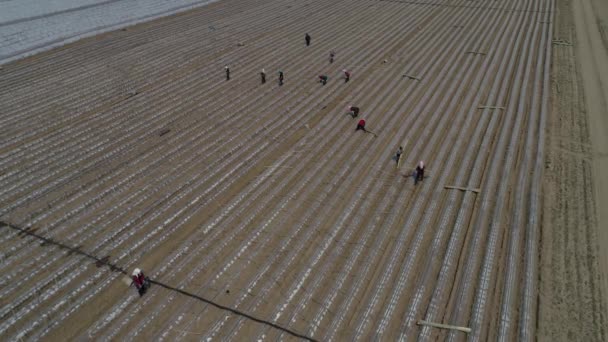 Çiftçiler Tatlı Patates Fideleri Ekerler Uav Nin Havadan Çekilmiş Fotoğrafları — Stok video