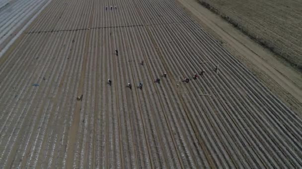 Jordbrukare Växt Sötpotatis Plantor Flygbilder Uav Luannan Land Hebeiprovinsen Kina — Stockvideo