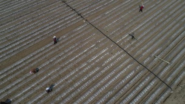 Çiftçiler Tatlı Patates Fideleri Ekerler Uav Nin Havadan Çekilmiş Fotoğrafları — Stok video