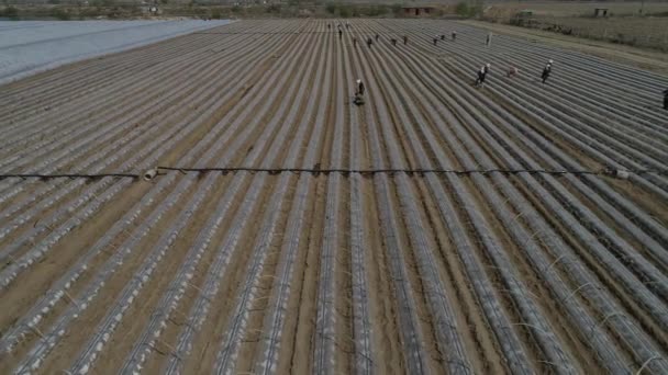 Αγρότες Φυτεύουν Φυτά Γλυκοπατάτας Αεροφωτογραφίες Της Uav Luannan County Επαρχία — Αρχείο Βίντεο
