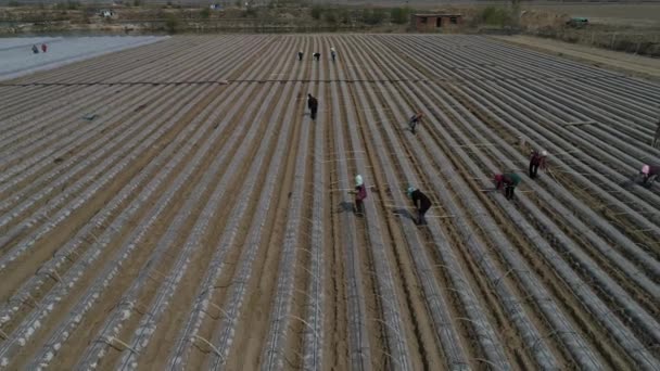 Agricultores Plantan Plántulas Camote Fotos Aéreas Uav Condado Luannan Provincia — Vídeo de stock
