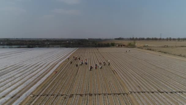 Agricultores Plantam Mudas Batata Doce Fotos Aéreas Uav Luannan County — Vídeo de Stock