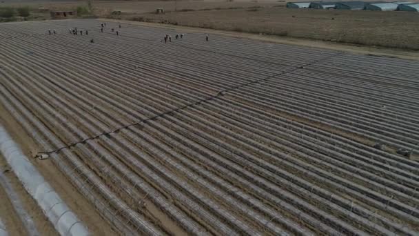 Фермери Висаджують Солодкі Саджанці Картоплі Повітряні Фотографії Бпла Luannan County — стокове відео