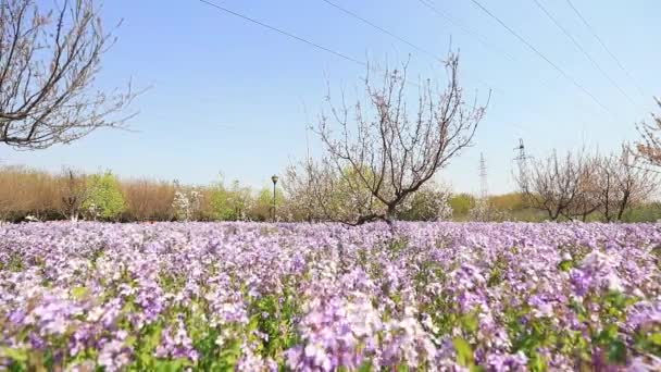 Лютий Орхідея Повному Розквіті Парку Північний Китай — стокове відео