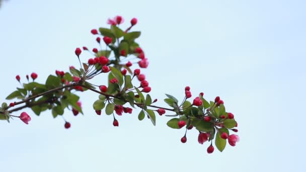 Begonia Plena Floração Parque Norte China — Vídeo de Stock