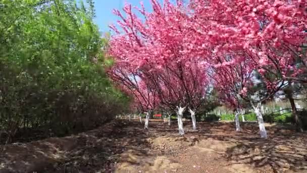 Floraison Pruniers Dans Parc Chine Nord — Video