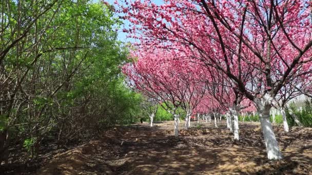 Цветущая Слива Парке Северный Китай — стоковое видео