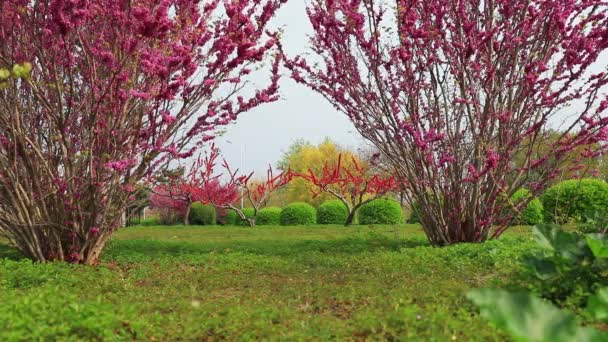 Blooming Flowers Park North China — Stock Video