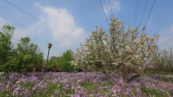 Kuzey Çin Parkta Şubat Orkidesi Çiçek Açıyor — Stok video