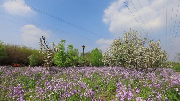Лютий Орхідея Повному Розквіті Парку Північний Китай — стокове відео