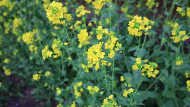 Blooming Rape Flowers Park North China — Stock Video