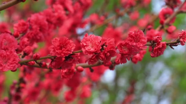 Flores Roxas Florescendo Jardim Norte China — Vídeo de Stock