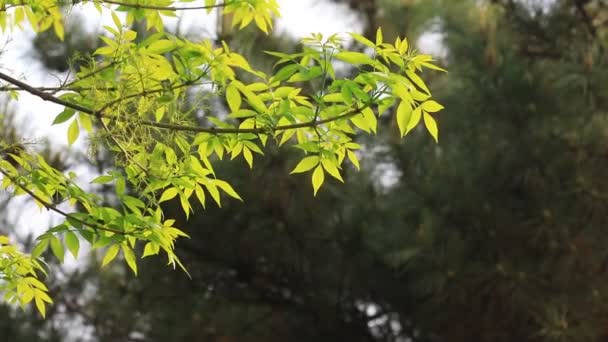 Πράσινα Φύλλα Στον Βοτανικό Κήπο Βόρεια Κίνα — Αρχείο Βίντεο