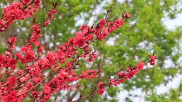 Ανθισμένα Μοβ Λουλούδια Στον Κήπο Βόρεια Κίνα — Αρχείο Βίντεο