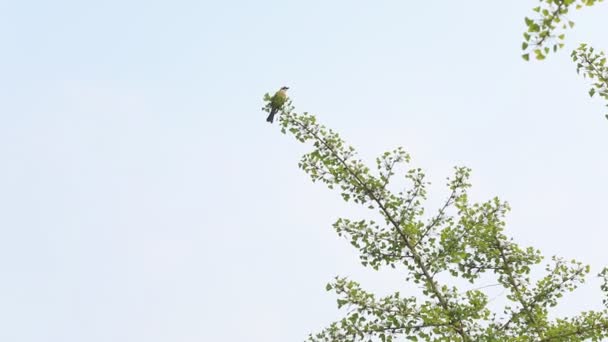 Pássaro Uma Árvore Ginkgo Norte China — Vídeo de Stock