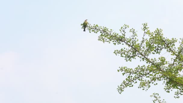 Птах Гінкго Дереві Північний Китай — стокове відео