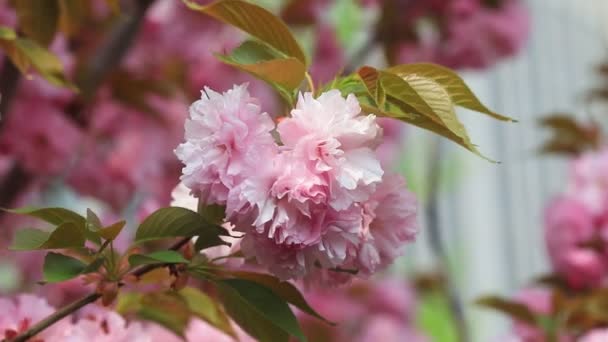 Körsbärsblommor Full Blom Parken Norra Kina — Stockvideo